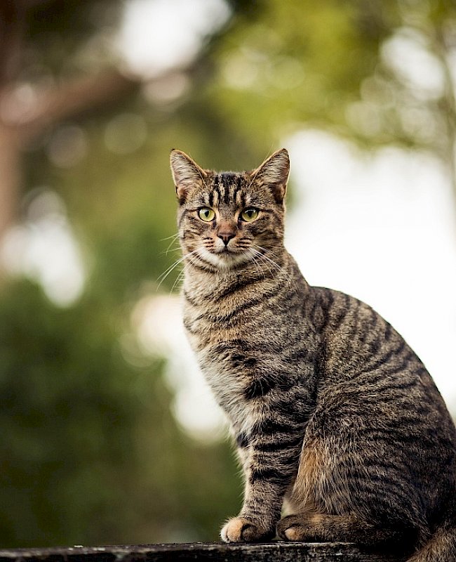 Cat sitting on a fence