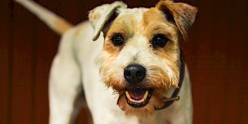 Jack Russel Terrier