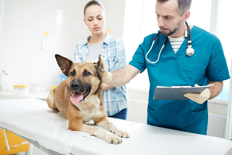 Routine Pet Blood Tests at Charlotte Street Animal Hospital