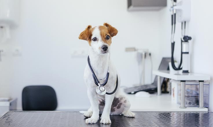 Specialized Pet Care in Asheville, NC