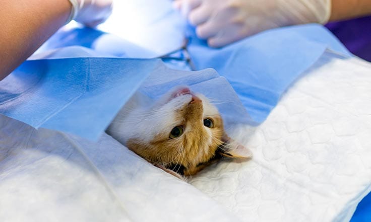 Pet Surgery in Asheville, NC